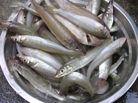 asohos fish|ASUHOS (Tagalog).